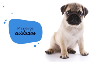 Filhote de pug