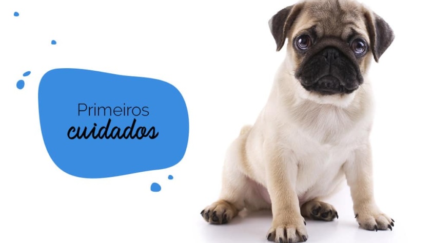 Filhote de pug