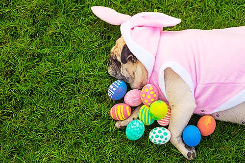 Chocolate faz mal para cachorro: Pug abraçando ovos de pascoa