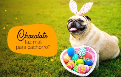 Chocolate faz mal para cachorro: pug com ovos de páscoa