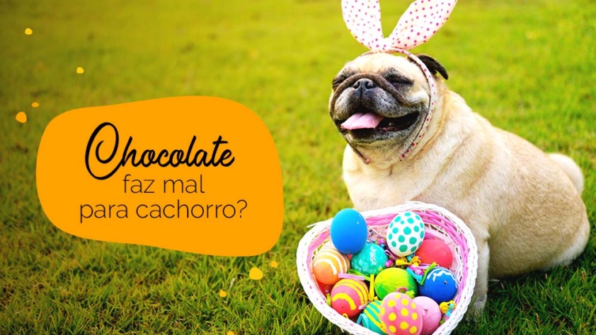Chocolate faz mal para cachorro: pug com ovos de páscoa