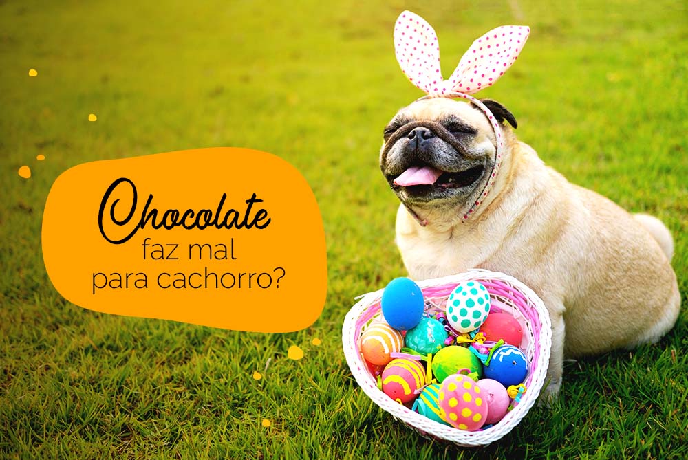 Chocolate faz mal para cachorro: pug com ovos de páscoa