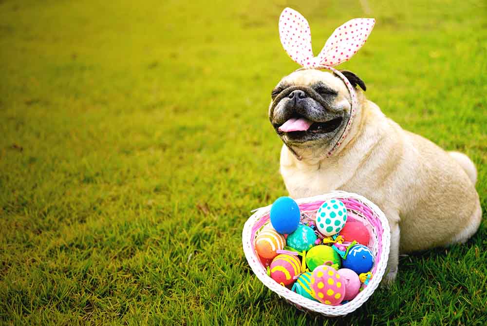 Chocolate faz mal para cachorro: pug com ovos