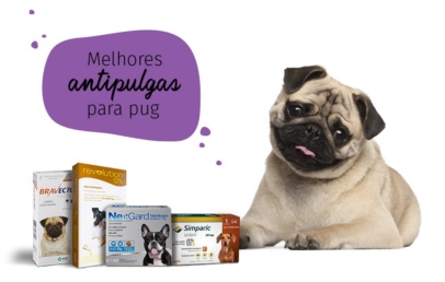 como acabar com as pulgas: pug com medicamentos antipulgas