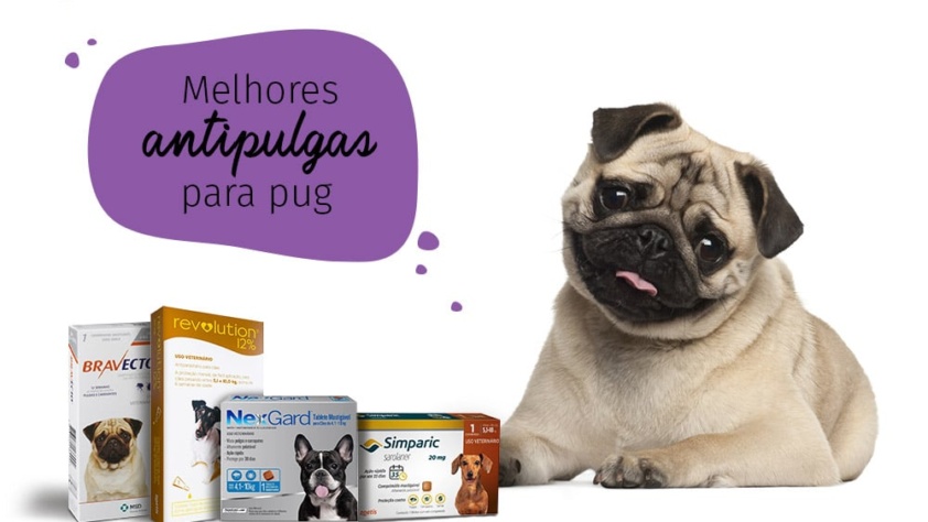 como acabar com as pulgas: pug com medicamentos antipulgas