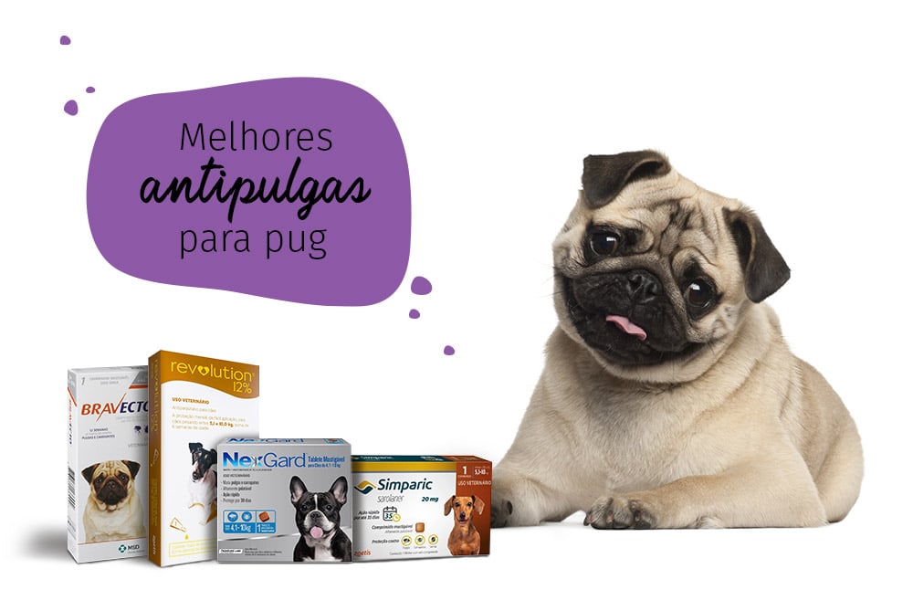 como acabar com as pulgas: pug com medicamentos antipulgas