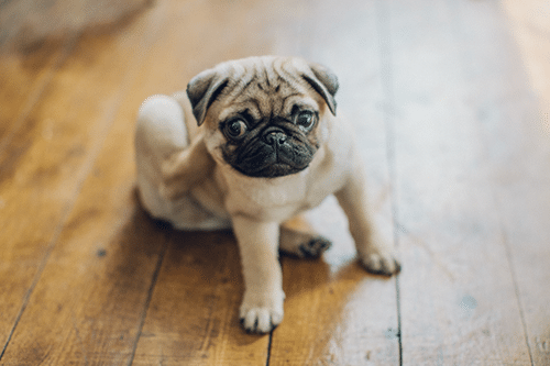 como acabar com as pulgas: pug se coçando