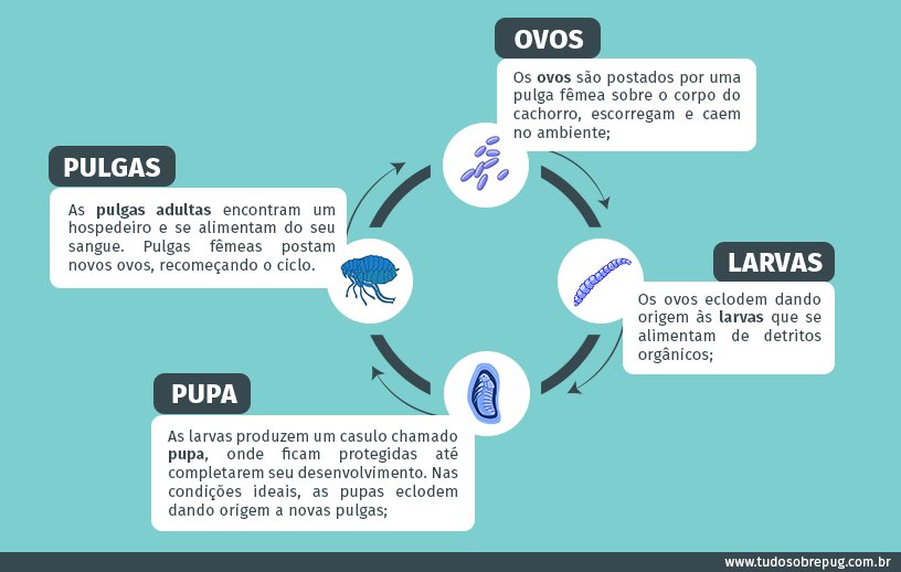Infográfico do ciclo da pulga
