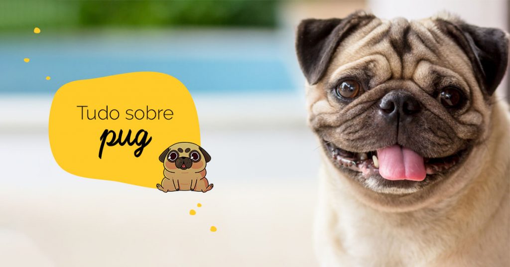 Tudo sobre pug: foto de um cachorro pug feliz