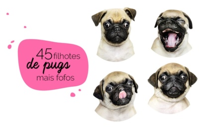 Filhotes de pug: fotos de pugs filhotes