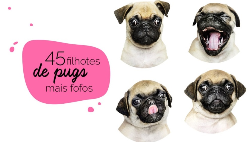 Filhotes de pug: fotos de pugs filhotes