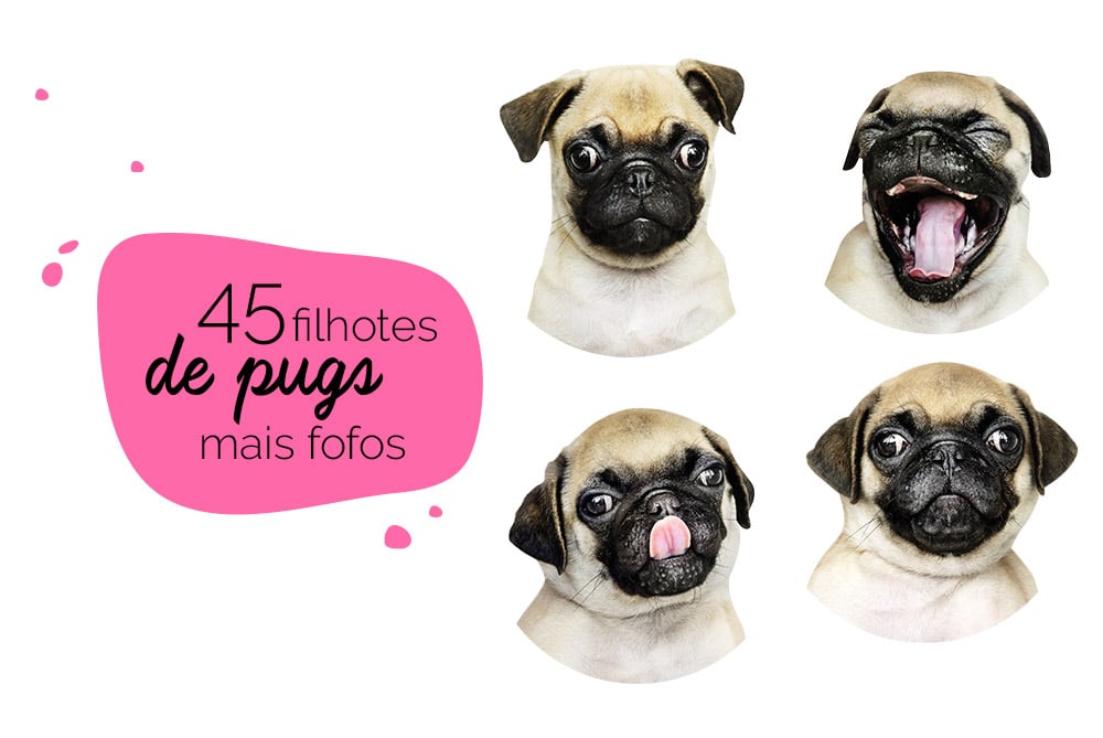 Filhotes de pug: fotos de pugs filhotes