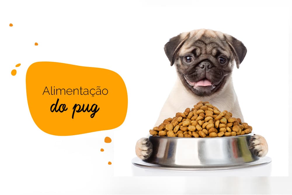 alimentação do pug: pug com pote de ração