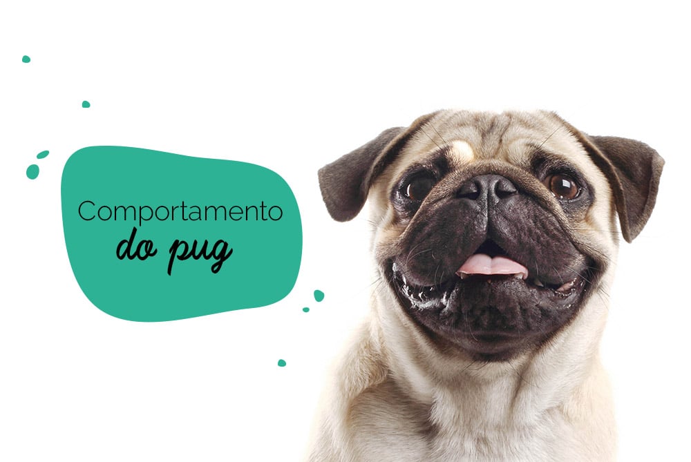 Comportamento do pug: foto de um pug