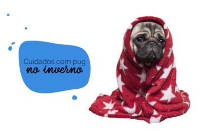 Cachorro no frio: pug enrolado em um cobertor