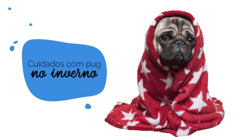 Cachorro no frio: pug enrolado em um cobertor
