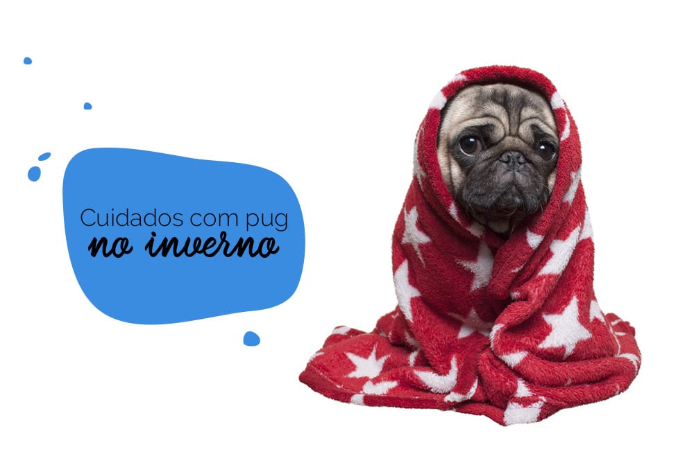 Cachorro no frio: pug enrolado em um cobertor