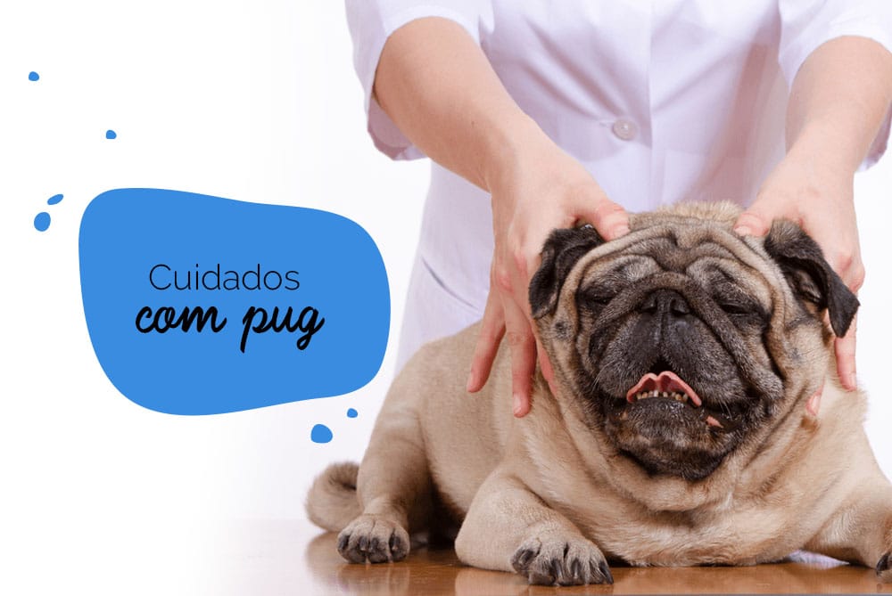 Cuidados com pug: cão sendo massageado