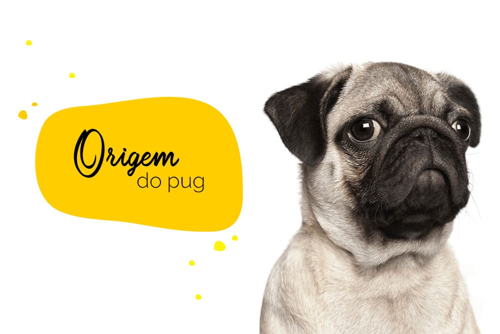 origem do pug: close de um pug