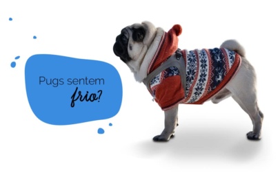 Cachorro sente frio: foto de um cachorro pug agasalhado