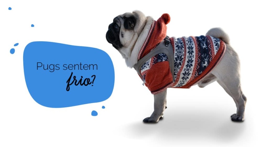Cachorro sente frio: foto de um cachorro pug agasalhado