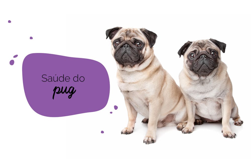 Saúde do Pug: dois pugs sentados