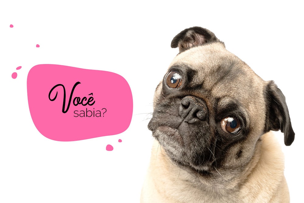 Curiosidades sobre pugs: pug com cara de dúvida