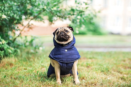 Cachorro no frio: Pug com agasalho de frio