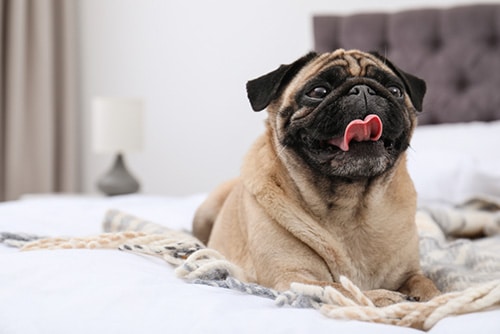 Pug na cama