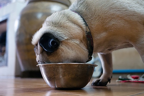 Pug comendo em uma tigela