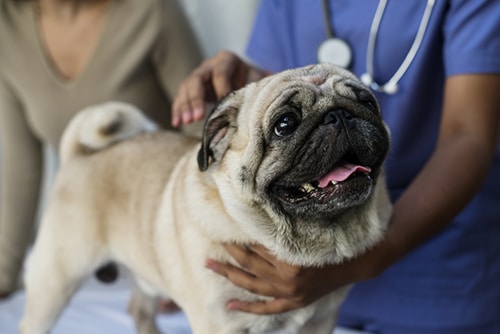 pug no veterinário