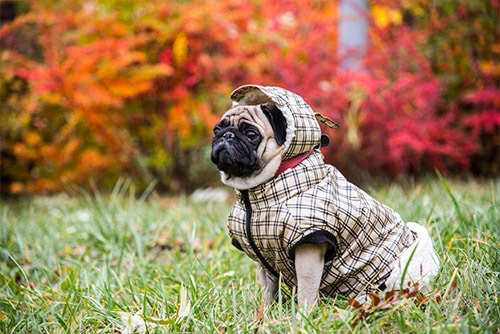 Cachorro sente frio: foto com pug agasalhado