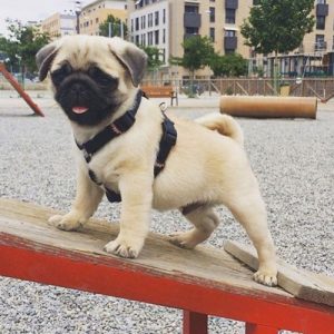 Pug filhote no parque