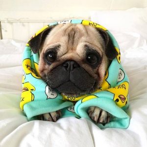 Filhote pug com roupão