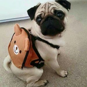 Filhote de pug com uma mochilinha