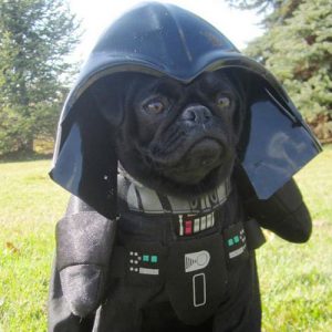 Filhote de pug preto com uma fantasia do Darth Vader