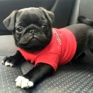 Filhote de pug preto com camiseta