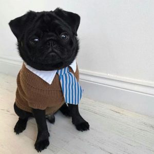 Filhote de pug preto com roupa social