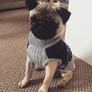 Filhote de pug com sueter