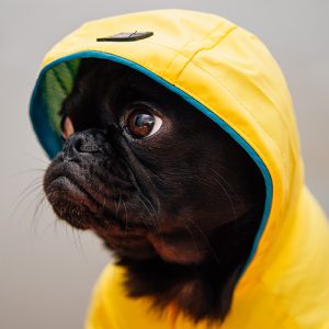 Filhote de pug preto com jaqueta amarela