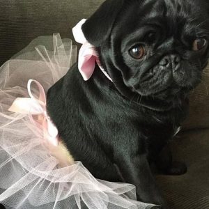 Pug preto com fantasia de bailarina