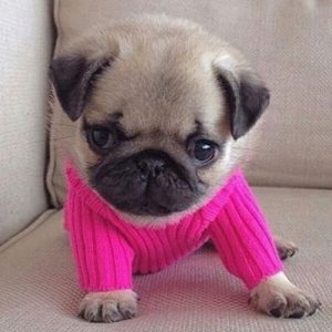 Filhote de pug com sueter rosa