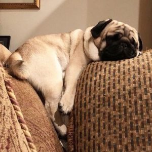 Filhote de pug abricot dormindo