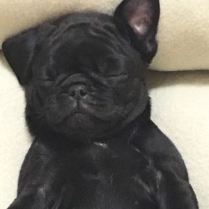 Filhote de pug preto dormindo