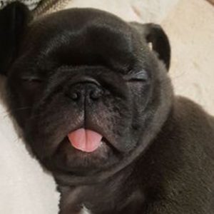 Filhote de pug preto dormindo com a língua pra fora