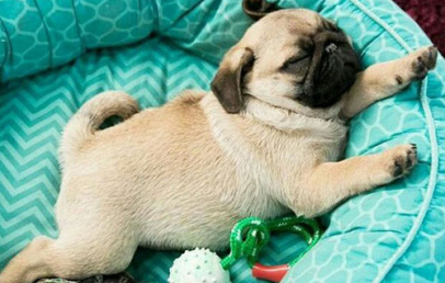 Pug filhote dormindo em uma caminha azul