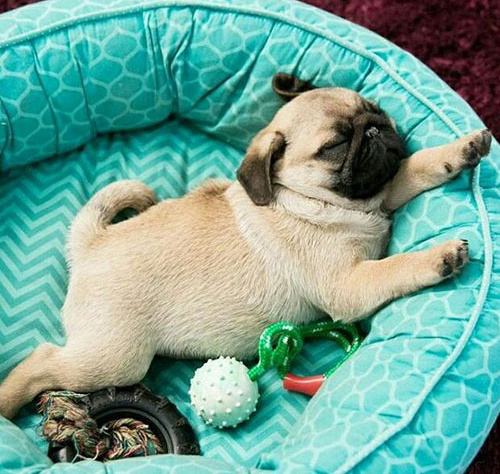 Pug filhote dormindo em uma caminha azul