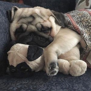 Pug filhote dormindo com uma pelúcia