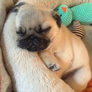 Filhote de pug fulvo dormindo