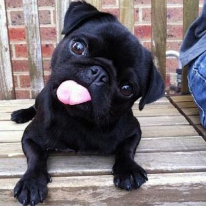 Filhote de pug preto com a língua para fora